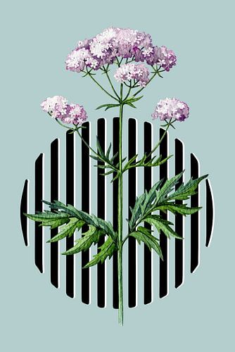 Botanischer Name: Valeriana