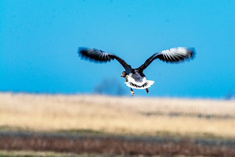 Duck in a nutshell by Arend van Beek