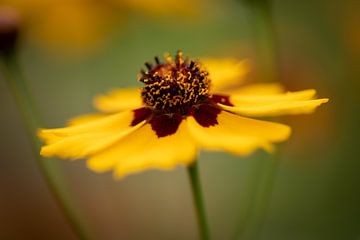 fleur jaune sur KB Design & Photography (Karen Brouwer)