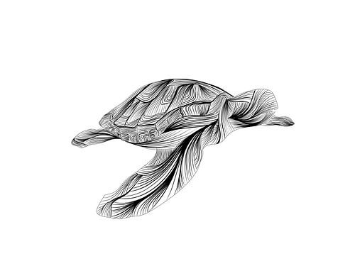 Poster Schildkröte - schwarz und weiß - Linien