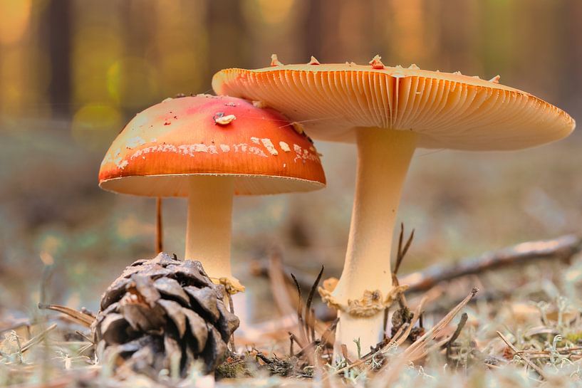Delicate white red toadstool, on the forest floor. by Martin Köbsch