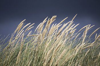 Reed with dark sky (dunes)