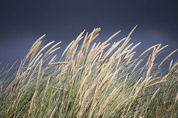 Reed with dark sky (dunes) by Jesse Coljee