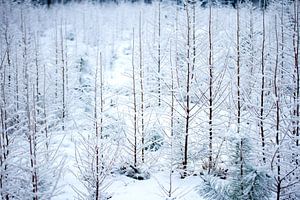 bos in de winter van Karijn | Fine art Natuur en Reis Fotografie