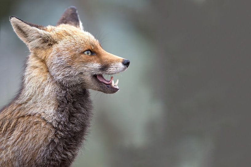 character portrait of a fox by Kris Hermans