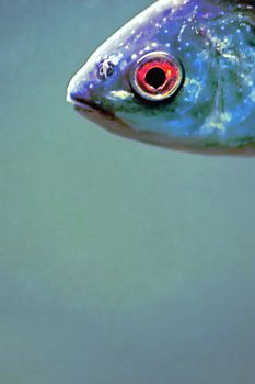 Œil de poisson, une vue d'en haut