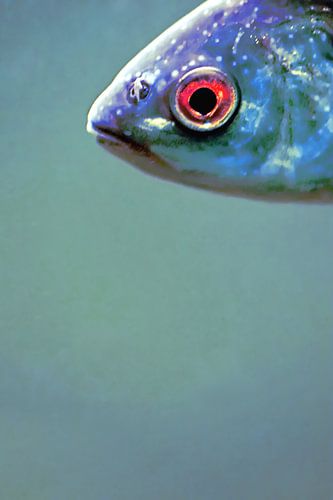 Fischauge, ein Blick von oben