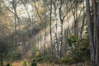 Sonnenlicht im Wald