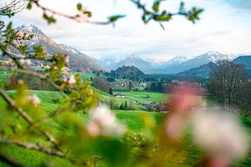 Voorjaarsknoppen in de Oberallgäu met uitzicht op de Allgäuer Alpen