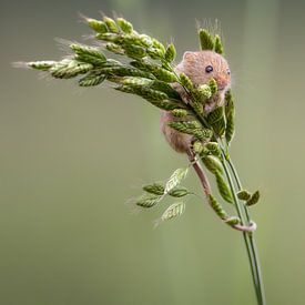 Im Gleichgewicht mit der Natur. von Joep Hetem