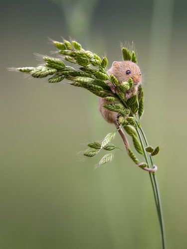 Im Gleichgewicht mit der Natur. von Joep Hetem