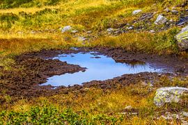 Un cœur dans un vernis naturel