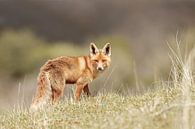 Red fox in nature von Menno Schaefer Miniaturansicht