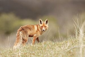 Red fox in nature sur Menno Schaefer