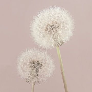 Eenvoud in vierkantje: Landelijke sfeer met roze tint: Samen tot we uitgeblazen zijn van Marjolijn van den Berg