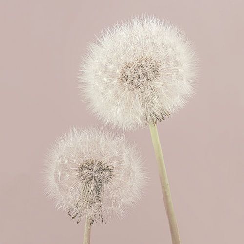 Simplicity in square: Country atmosphere with pink tinge: Together until we are blown out by Marjolijn van den Berg