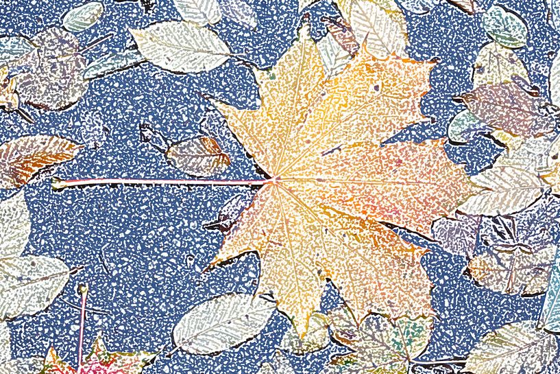 Kleurrijk esdoornblad in de herfst, abstract van Torsten Krüger