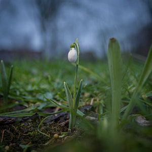 Perce-neige sur Rossum-Fotografie