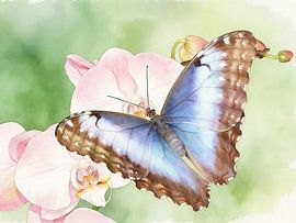 Exotic butterfly – Morpho peleides by PhotoArt Claudia Kleemann