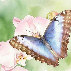 Exotische vlinder - Morpho peleides van PhotoArt Claudia Kleemann