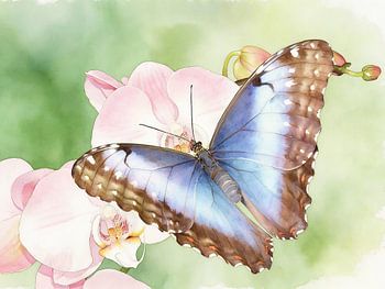 Exotischer Falter - Morpho peleides