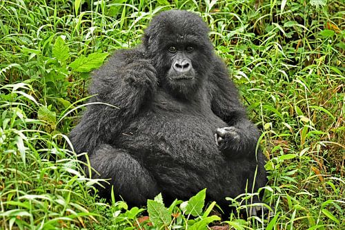 Mountain gorilla 