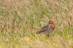 Black-tailed godwit in herb-rich grassland