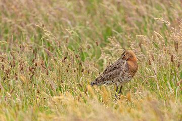 Black-tailed godwit in herb-rich grassland by Anja Brouwer Fotografie