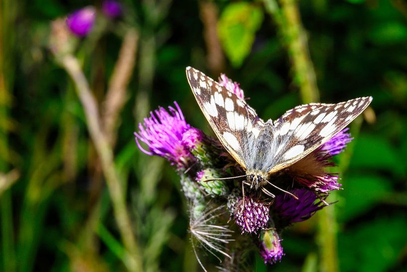 Vue d'un papillon blanc dans son habitat naturel par Andreas Völkel