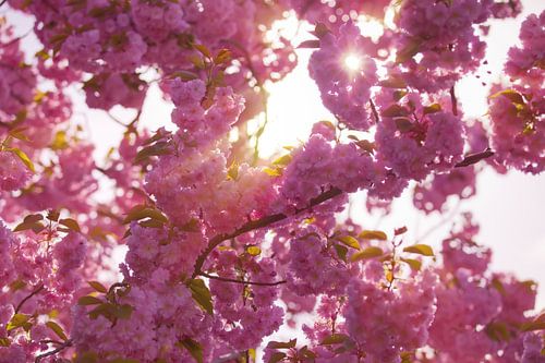 Blossom tree
