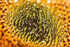 Sunflower by Jessica Berendsen