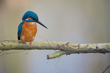 Kingfisher by Kingfisher.photo - Corné van Oosterhout