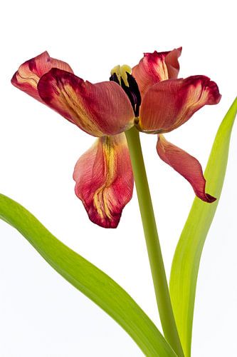 F A D I N G . T U L I P