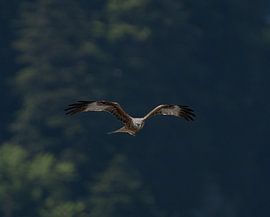 Milan royal rapace en vol sur Patrick Groß