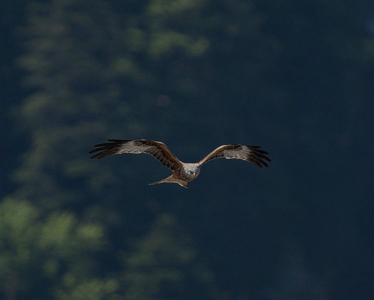 Red Kite Bird of Prey in the Air by Patrick Groß