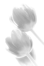 Tulp in tegenlicht 4