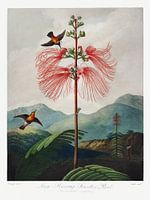 Robert John Thornton - Een delicate bloesem