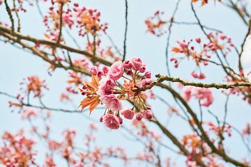 Kirschblüte im Frühling 6904006305 Fotograf Fred Roest von Fred Roest