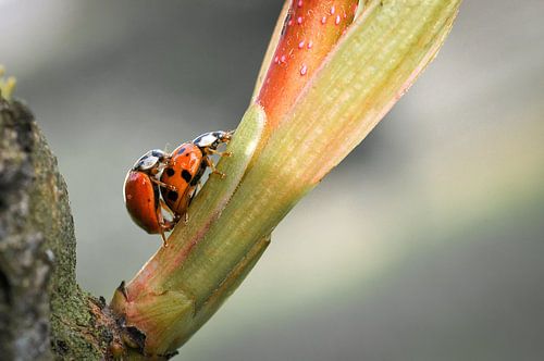 ,,Die Liebe der Marienkäfer"