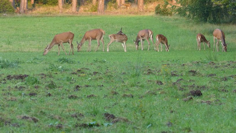 Herten, Zwijnen von Gijs van Veldhuizen