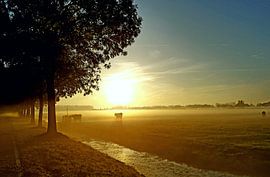 Dutch morning  by f th