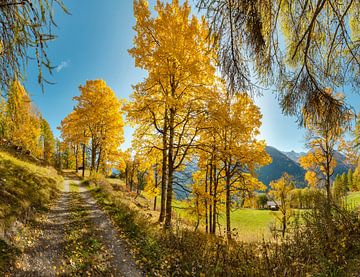 Berken met gele herfstbladeren, Bos-cha, Graubünden, Engadin, Zwitserland, van Rene van der Meer