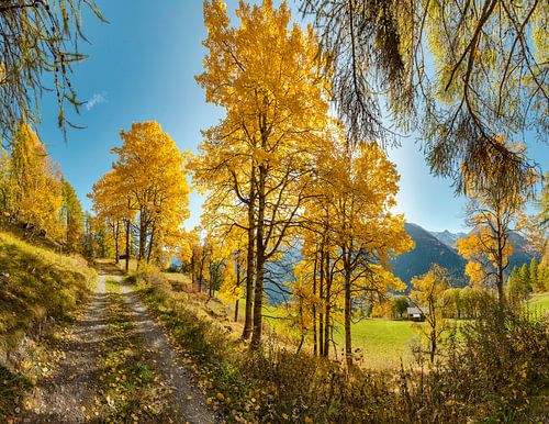 Berken met gele herfstbladeren, Bos-cha, Graubünden, Engadin, Zwitserland,