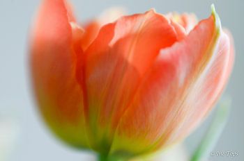 Tulp