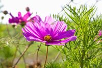 Prachtige bloem in de wind