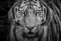 Siberische tijger close-up