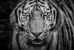 Siberische tijger close-up van Daphne van Dam