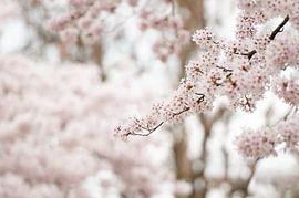 Blossom by Nancy van Verseveld