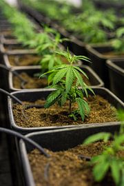 Junge Cannabis Pflanze - Hanf von Poster Art Shop