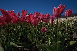 Bloembollenvelden in de bollenstreek by foto-fantasie foto-fantasie